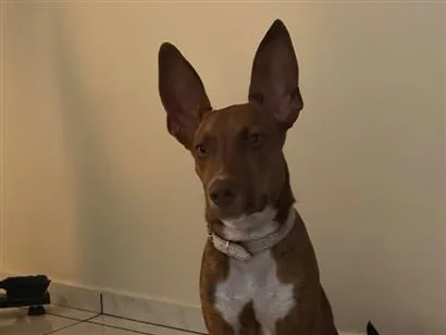 Cachorro raça SRD-ViraLata idade 7 a 11 meses nome Mailow