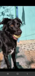 Spike_ BORDER COLLIE 