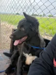 Spike_ BORDER COLLIE 