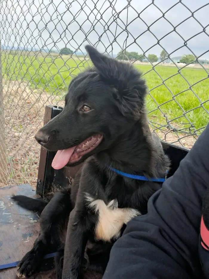 Cachorro raça SRD-ViraLata idade 2 anos nome Spike_ BORDER COLLIE 