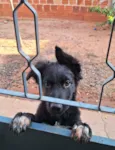 Spike_ BORDER COLLIE 