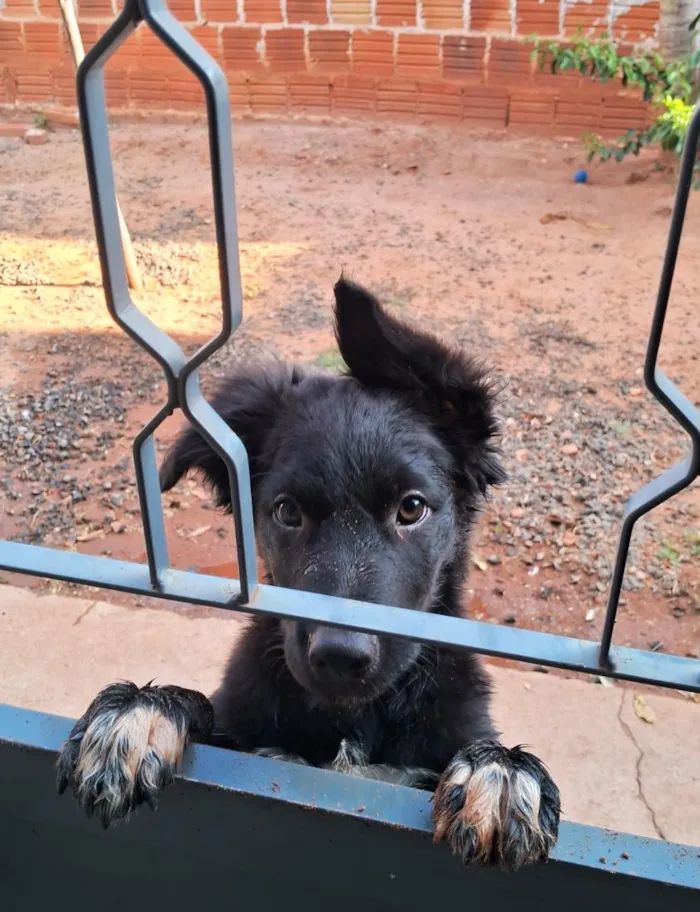 Cachorro raça SRD-ViraLata idade 2 anos nome Spike_ BORDER COLLIE 