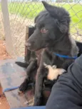 Spike_ BORDER COLLIE 