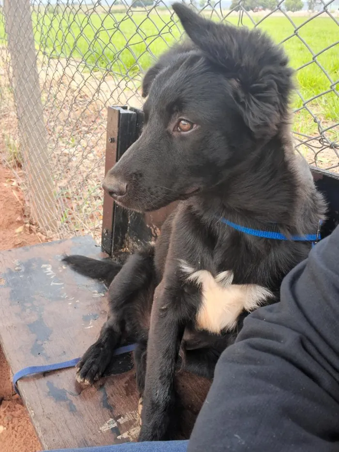 Cachorro raça SRD-ViraLata idade 2 anos nome Spike_ BORDER COLLIE 