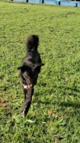 Spike_ BORDER COLLIE 