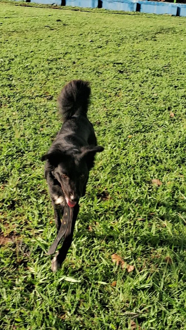 Cachorro raça SRD-ViraLata idade 2 anos nome Spike_ BORDER COLLIE 