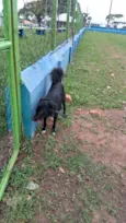Spike_ BORDER COLLIE 