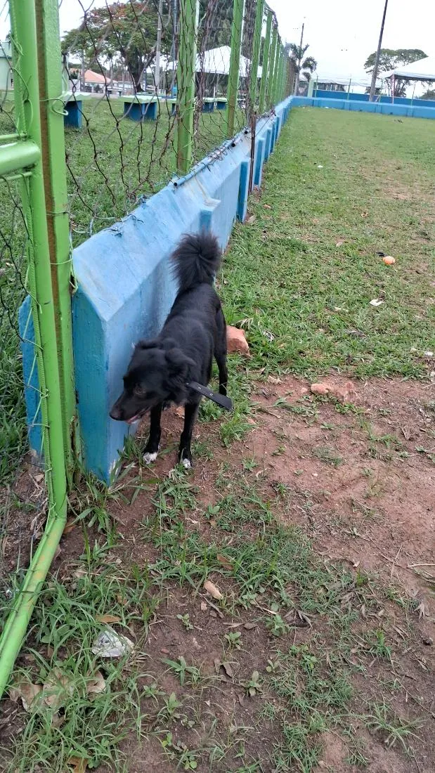 Cachorro raça SRD-ViraLata idade 2 anos nome Spike_ BORDER COLLIE 
