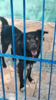 Spike_ BORDER COLLIE 
