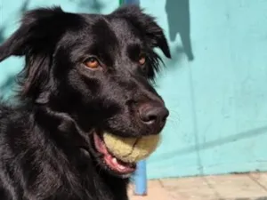 Cachorro raça SRD-ViraLata idade 2 anos nome Spike_ BORDER COLLIE 