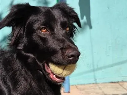 Cachorro raça SRD-ViraLata idade 2 anos nome Spike_ BORDER COLLIE 
