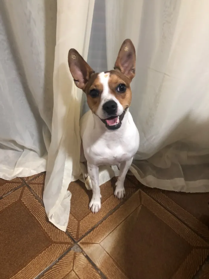 Cachorro raça SRD-ViraLata idade 2 anos nome Lily