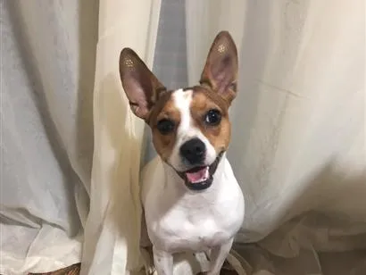Cachorro raça SRD-ViraLata idade 2 anos nome Lily