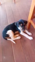 pipoca 