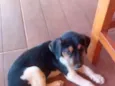 pipoca 