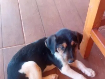Cachorro raça SRD-ViraLata idade 2 a 6 meses nome pipoca 
