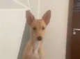 Amora