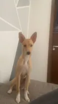 Amora