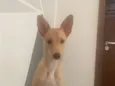 Amora