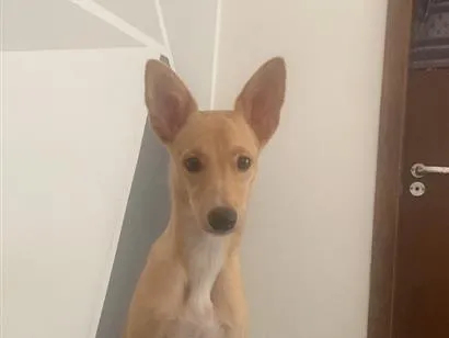 Cachorro raça SRD-ViraLata idade 1 ano nome Amora
