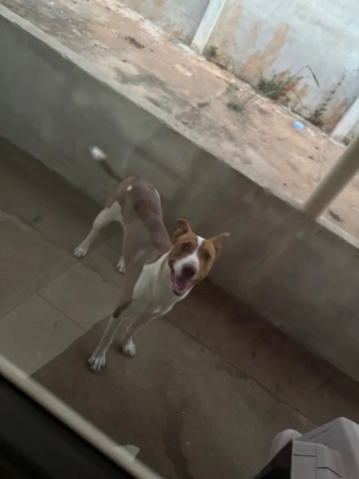 Cachorro raça SRD-ViraLata idade 1 ano nome Meg