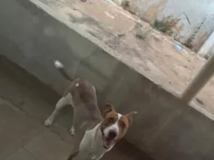 Cachorro raça SRD-ViraLata idade 1 ano nome Meg
