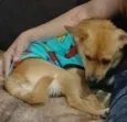 maladro