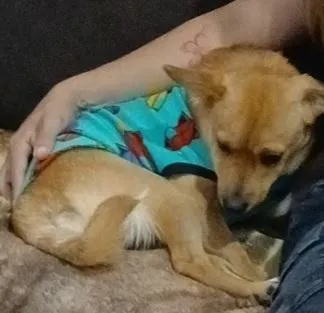 Cachorro raça SRD-ViraLata idade 2 anos nome maladro