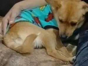 Cachorro raça SRD-ViraLata idade 2 anos nome maladro