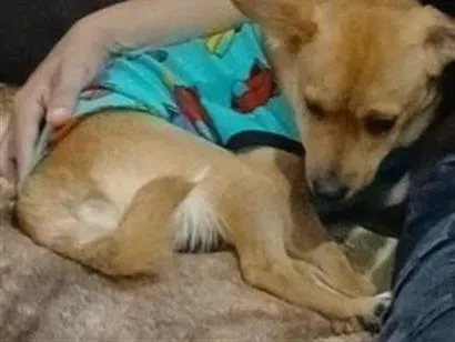 Cachorro raça SRD-ViraLata idade 2 anos nome maladro