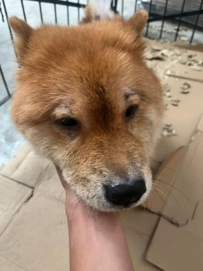 Cachorro raça SRD-ViraLata idade 6 ou mais anos nome Kelvin
