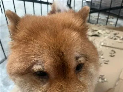 Cachorro raça SRD-ViraLata idade 6 ou mais anos nome Kelvin