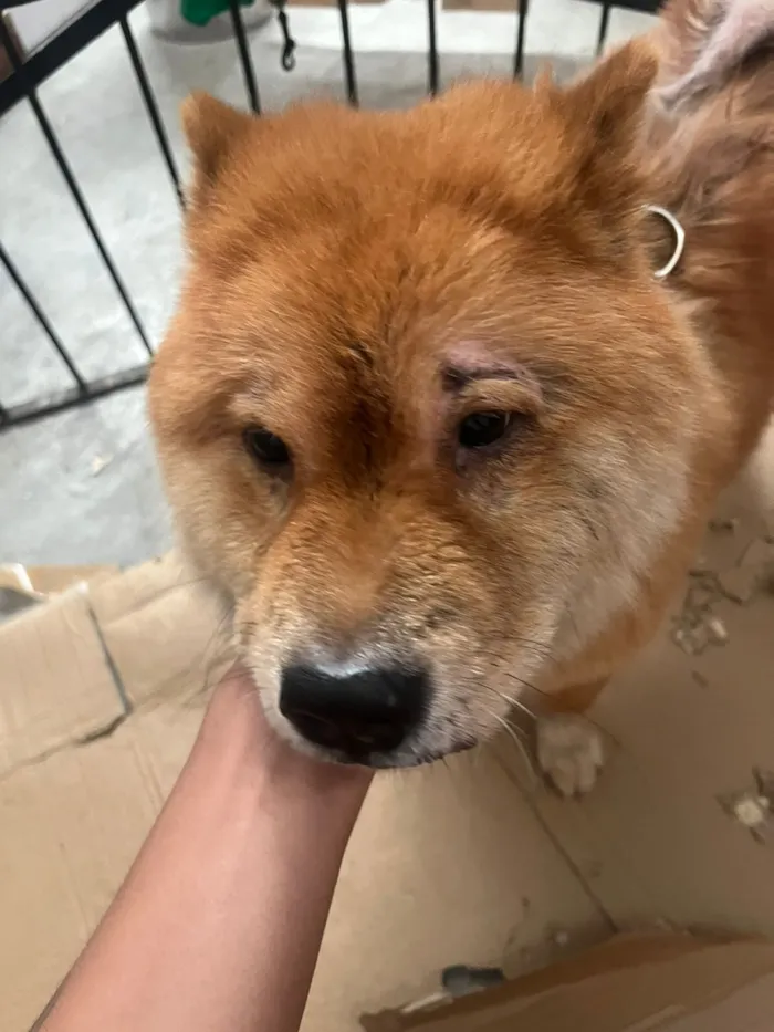 Cachorro raça SRD-ViraLata idade 6 ou mais anos nome Kelvin