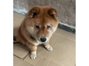 Cachorro raça SRD-ViraLata idade 6 ou mais anos nome Kelvin