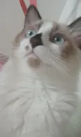 Roni