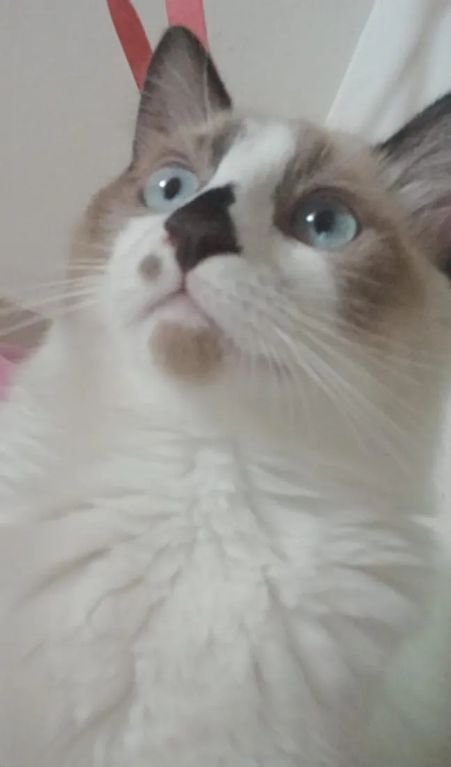 Gato raça Siamês idade 7 a 11 meses nome Roni