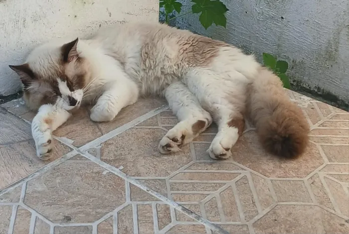 Gato raça Siamês idade 7 a 11 meses nome Roni