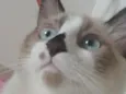 Roni
