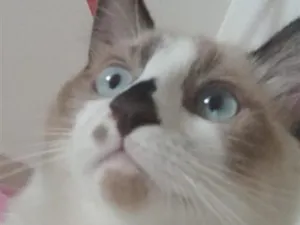 Gato raça Siamês idade 7 a 11 meses nome Roni
