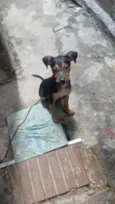 Pombão