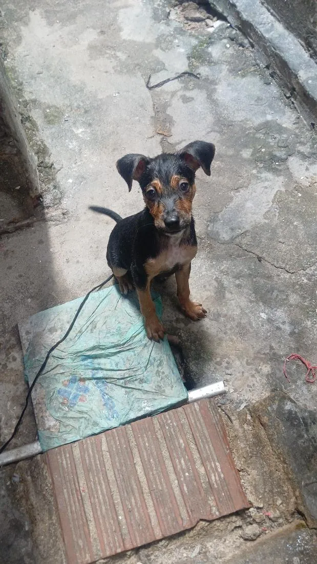 Cachorro raça SRD-ViraLata idade 2 a 6 meses nome Pombão