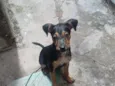Pombão
