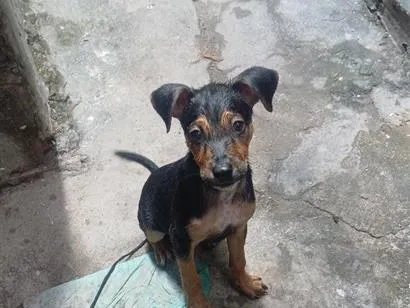 Cachorro raça SRD-ViraLata idade 2 a 6 meses nome Pombão