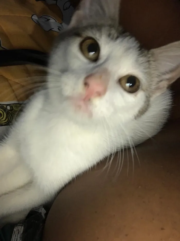 Gato raça SRD-ViraLata idade 2 a 6 meses nome branca