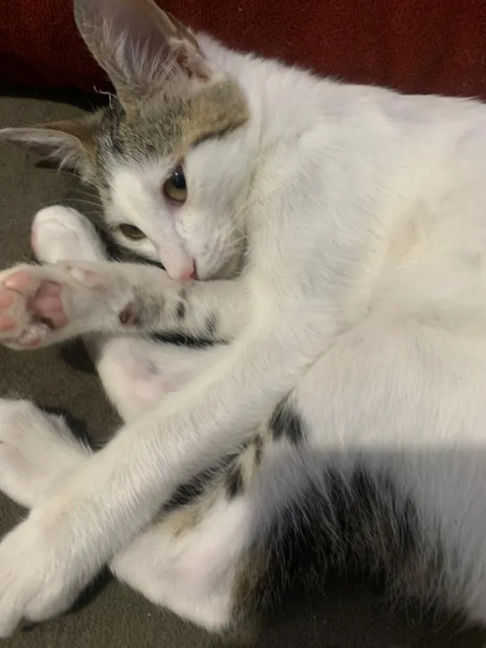 Gato raça SRD-ViraLata idade 2 a 6 meses nome branca