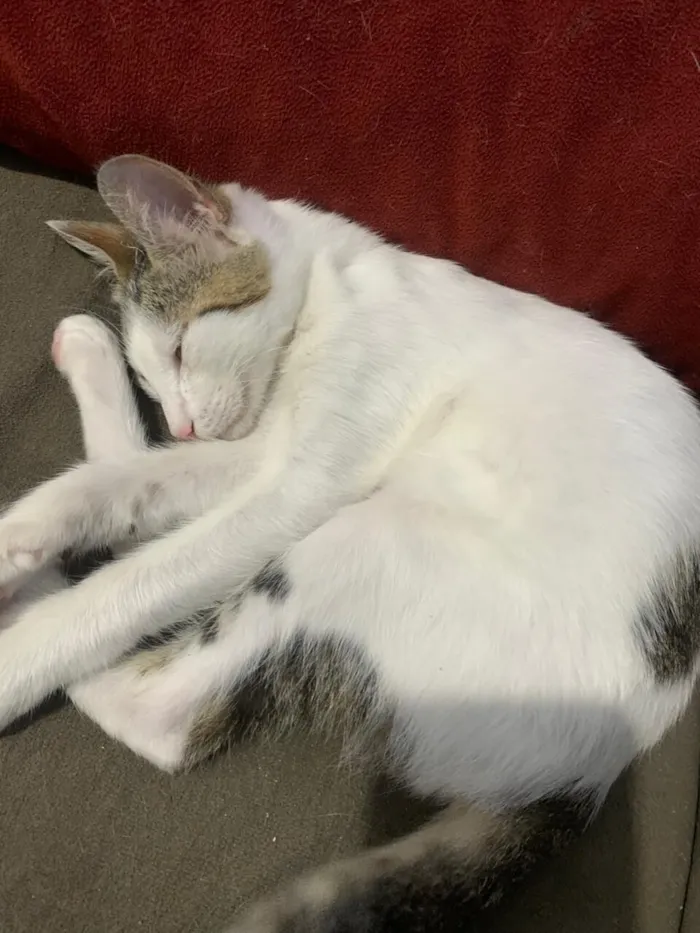 Gato raça SRD-ViraLata idade 2 a 6 meses nome branca
