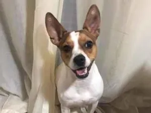 Cachorro raça SRD-ViraLata idade 2 anos nome Lily