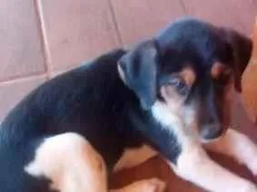 Cachorro raça SRD-ViraLata idade 2 a 6 meses nome pipoca 