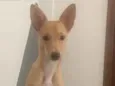 Amora