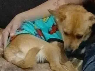 Cachorro raça SRD-ViraLata idade 2 anos nome maladro